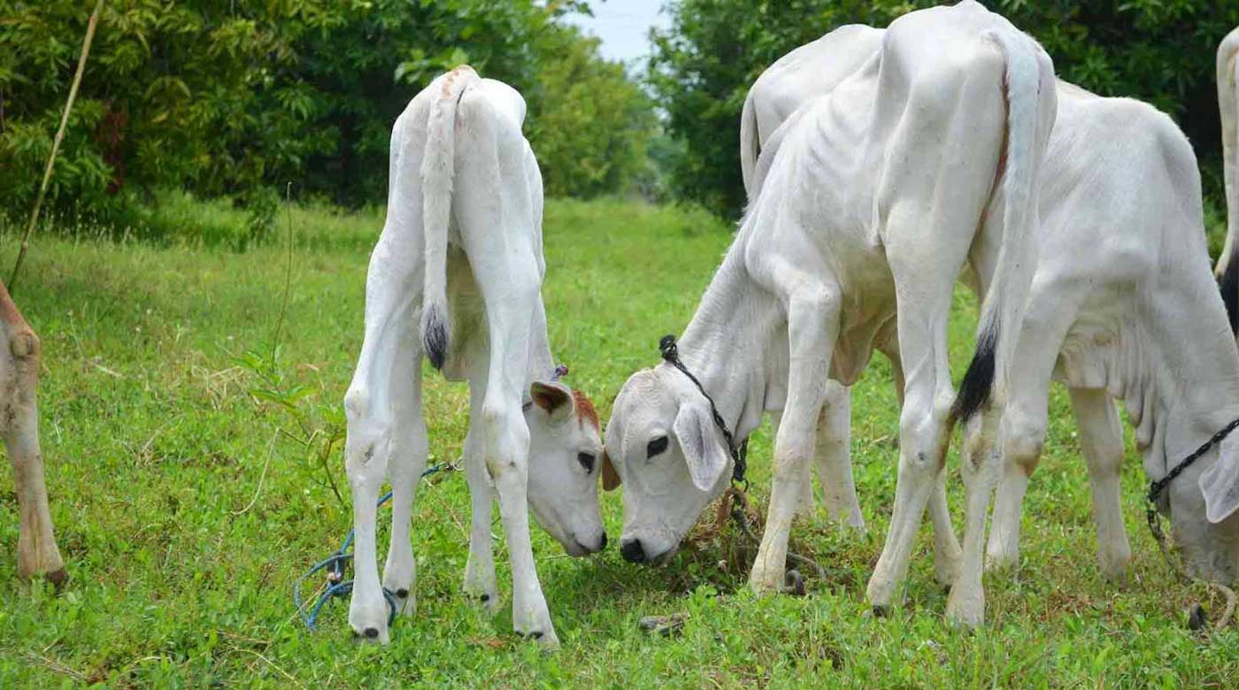 Organic Desi Milk in Chennai Fresh pure A2 cow milk Chennai
