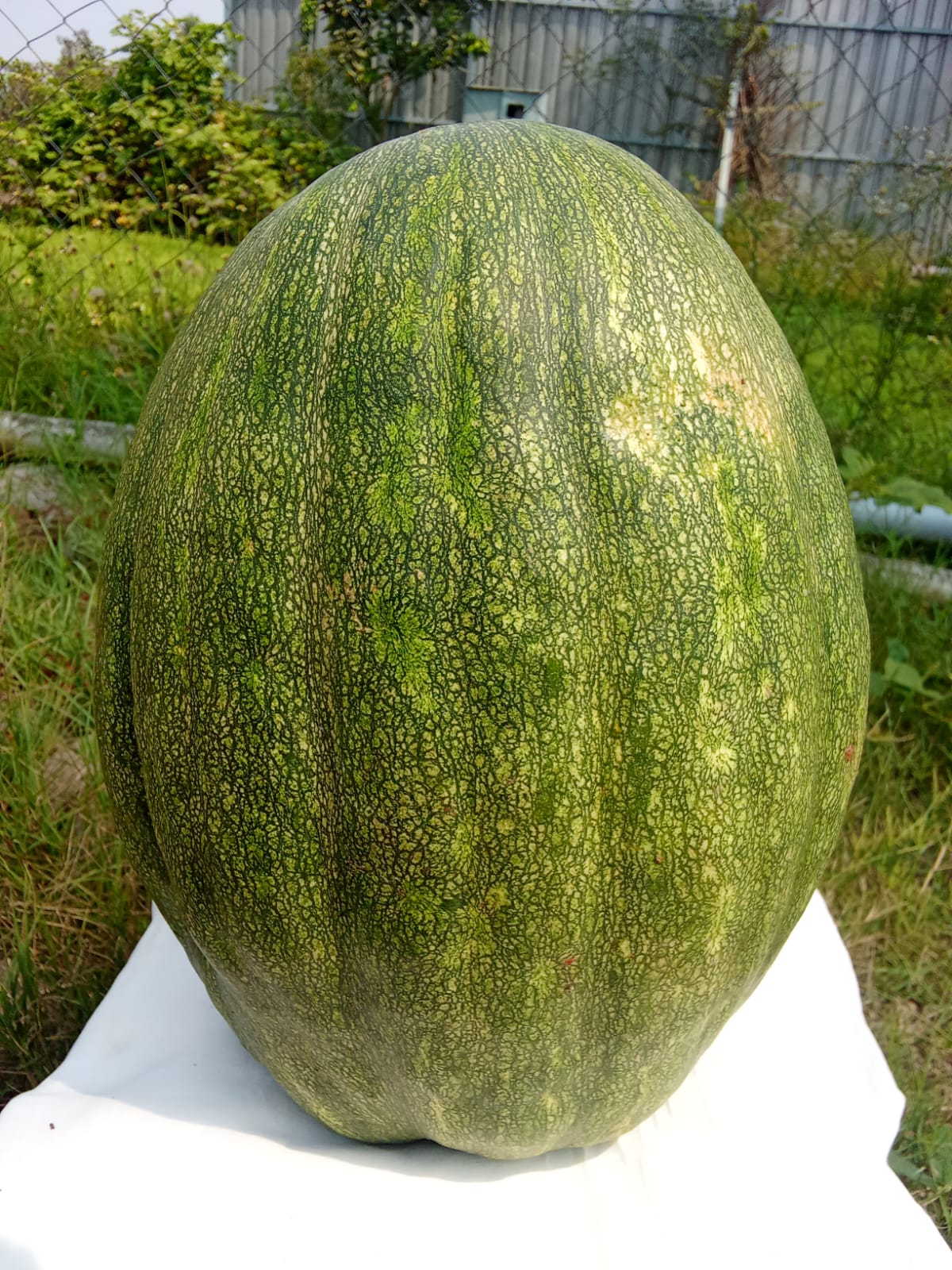 Organic Yellow Pumpkin Slice - Indigenous variety