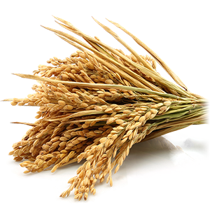 Organic Paddy
