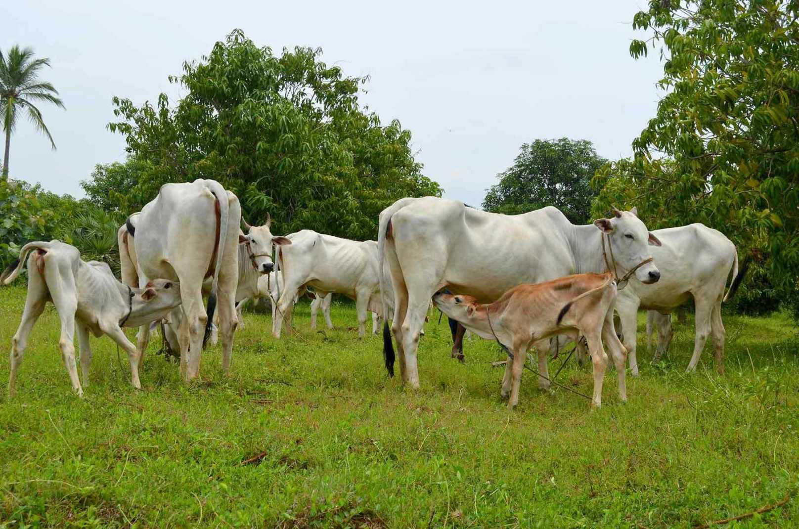 Cow Milk In Chennai