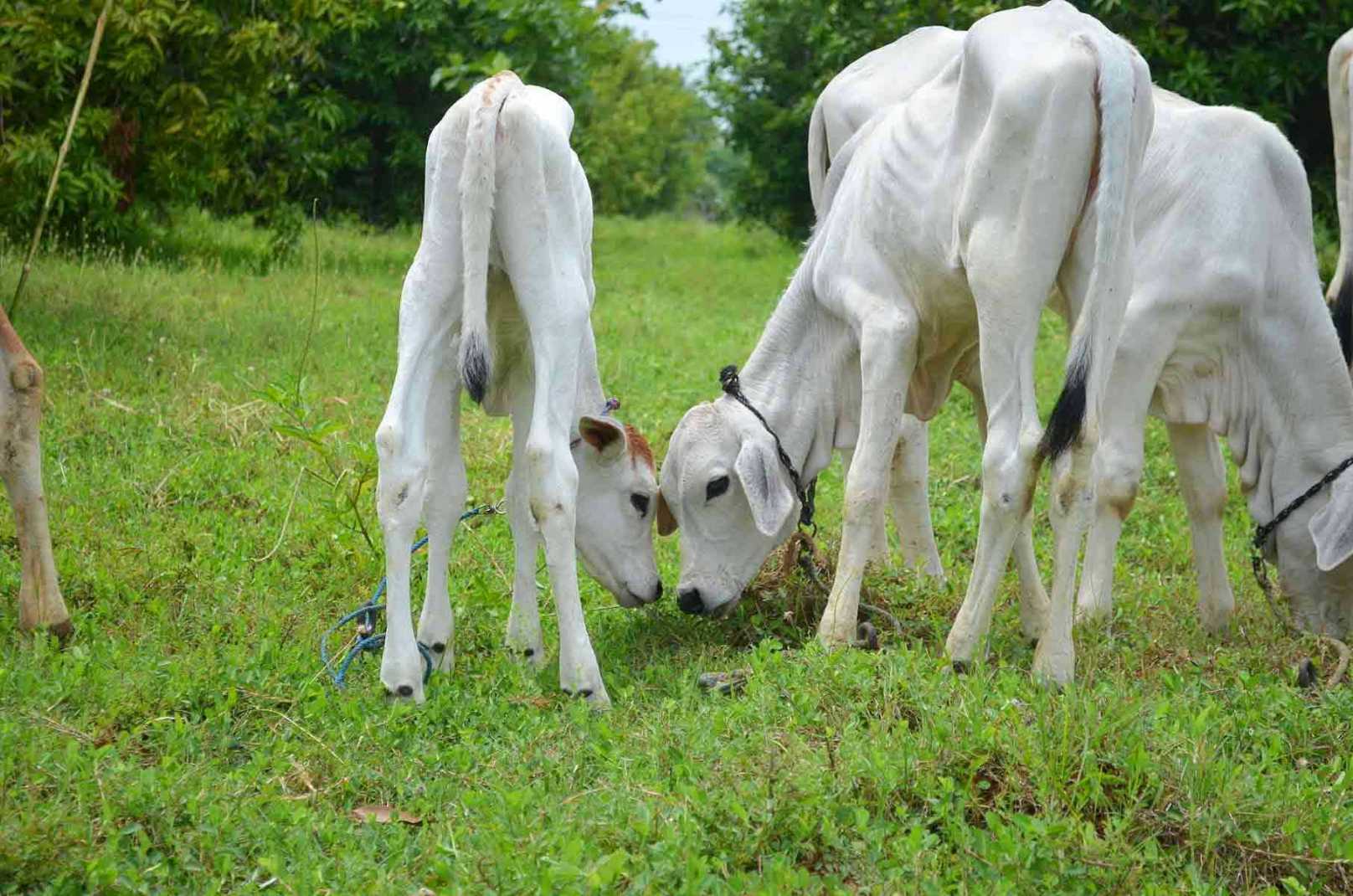 Cow Farm In Chennai