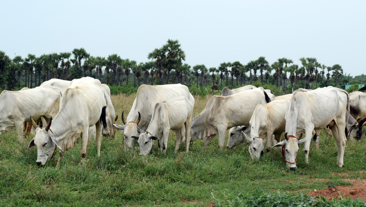 A2 Organic Milk Chennai