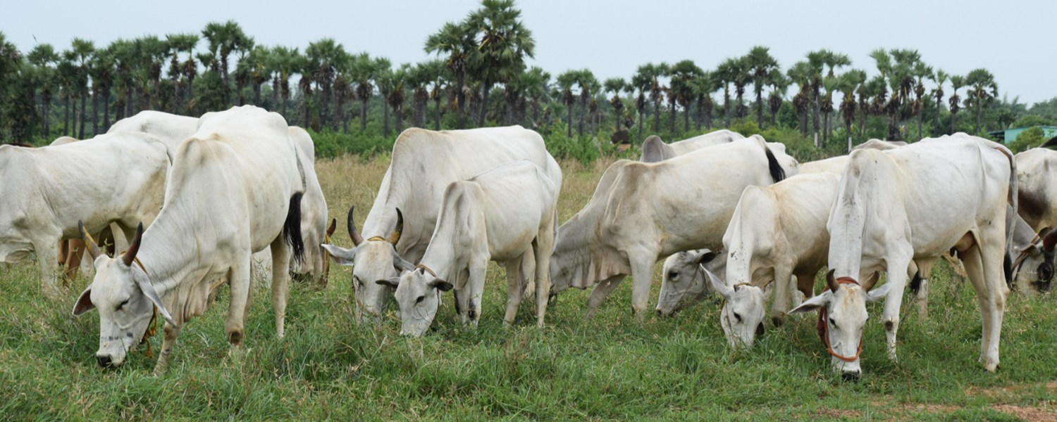 A2 Organic Milk Chennai