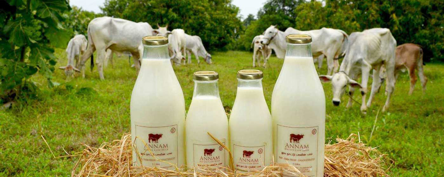 A2 Milk Chennai