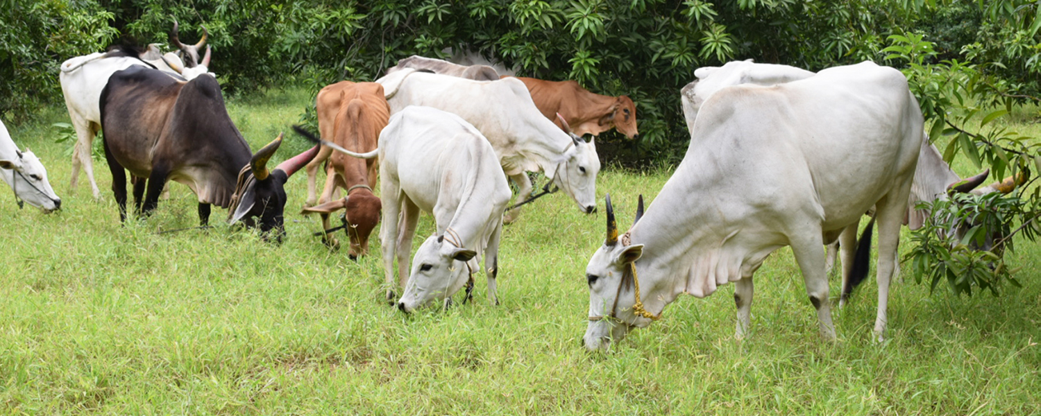 A2 Organic Milk Chennai