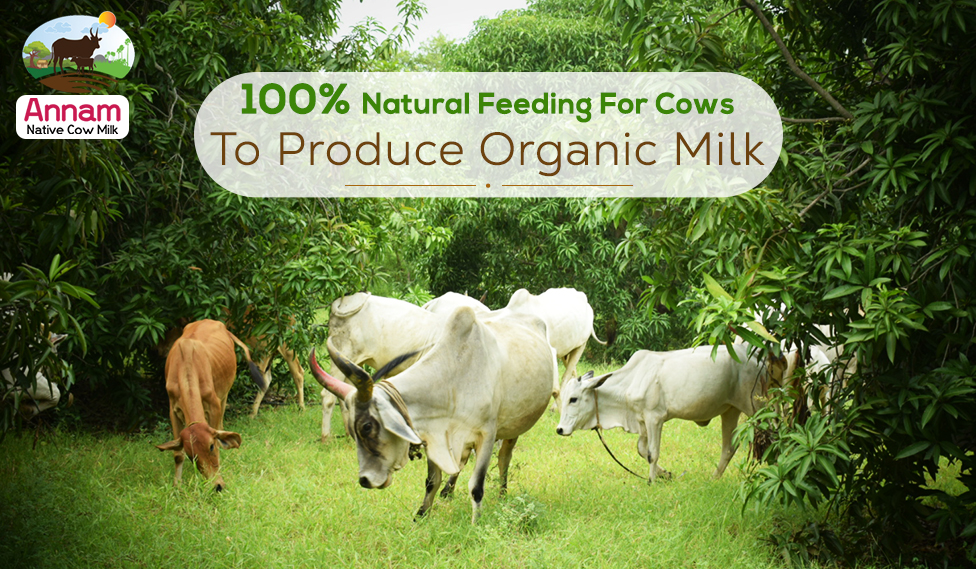 100% natural feeding for cows to produce organic milk