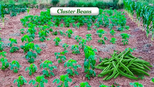 cluster beans