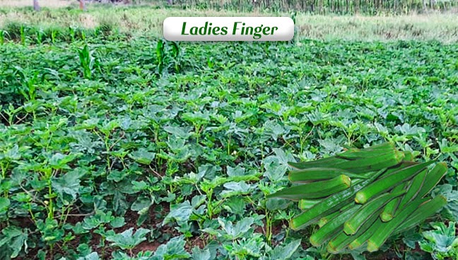 Ladiesfinger