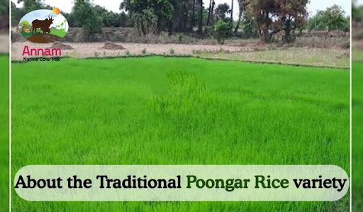 About the Traditional Poongar Rice variety