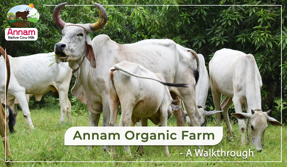 Annam Organic Farm - A Walkthrough