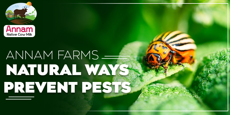 Annam Farms Natural Ways To Prevent Pests