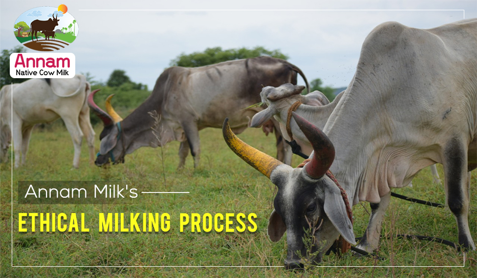 Annam Milks Ethical milking process