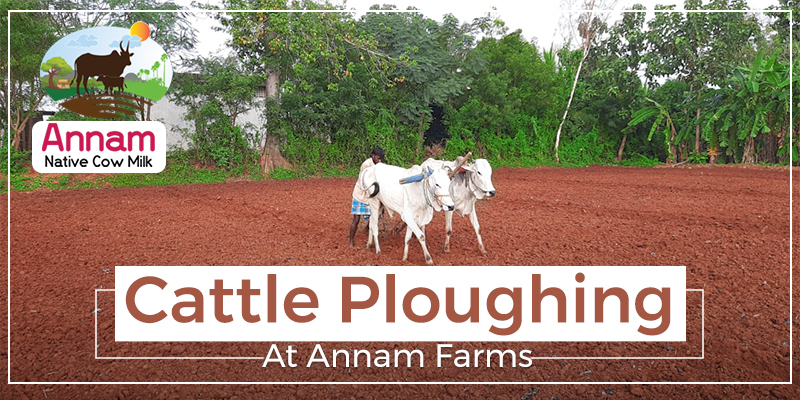 Cattle Ploughing At Annam Farms