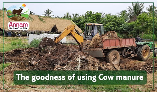 The Goodness of using Cow manure