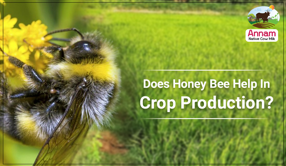 Does Honey Bee Help In Crop Production?