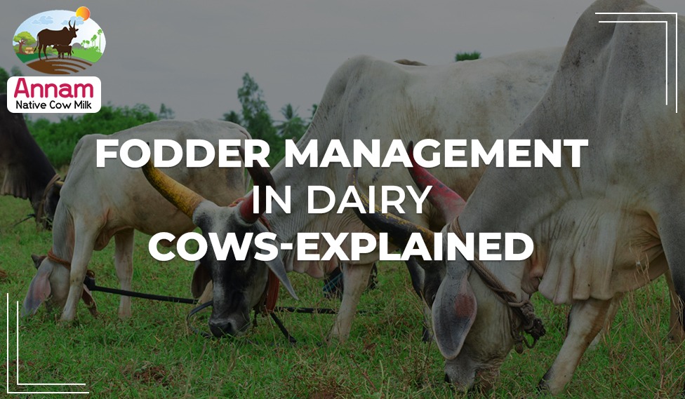 Fodder Management In Dairy Cows-Explained