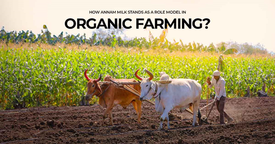 How Annam Milk Stands As A Role Model In Organic Farming?