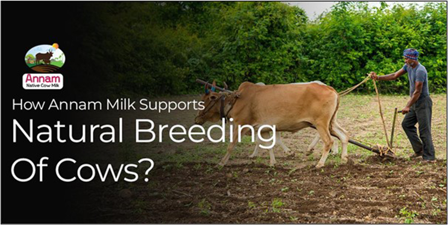 How Annam Milk Supports Natural Breeding Of Cows