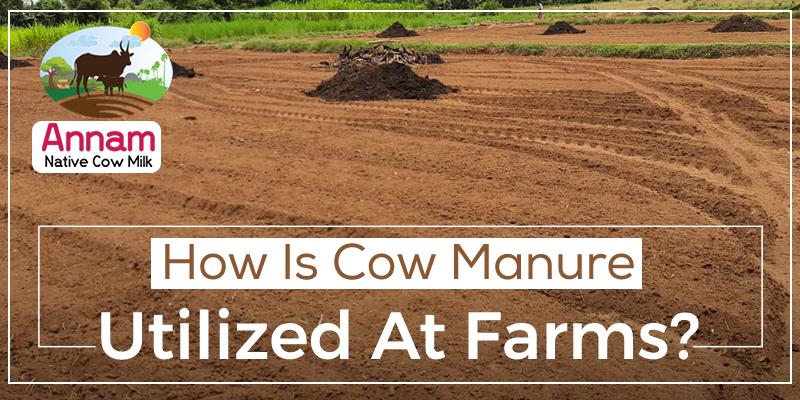 How Is Cow Manure Utilized At Farms?