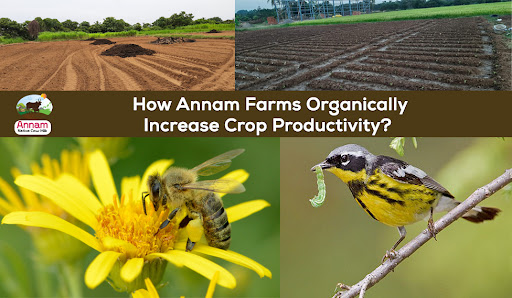 How Annam Farms organically increase crop productivity?