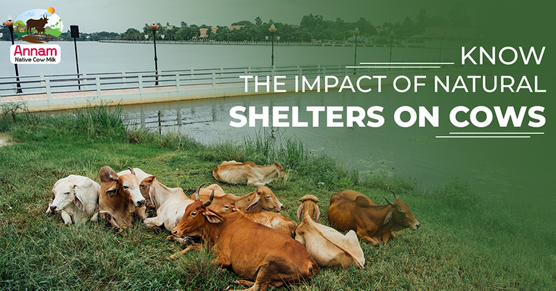 Know The Impact Of Natural Shelters On Cows