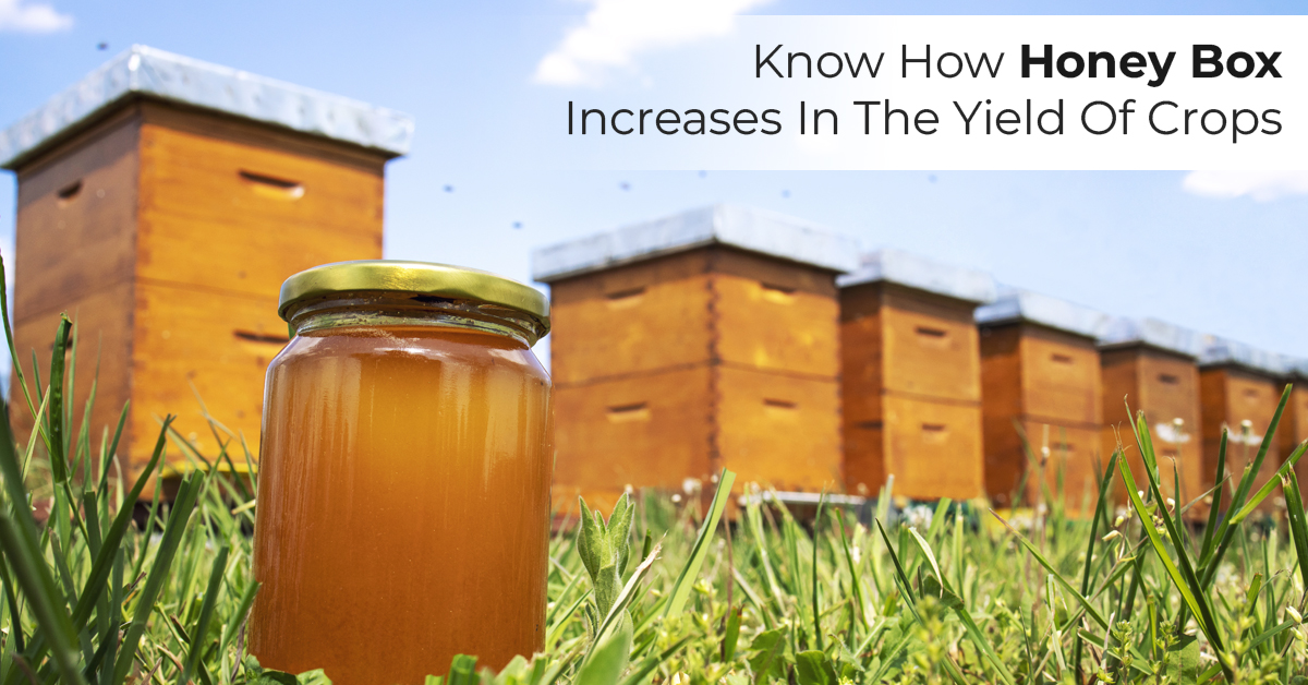 Know How Honey Box Increases In The Yield Of Crops