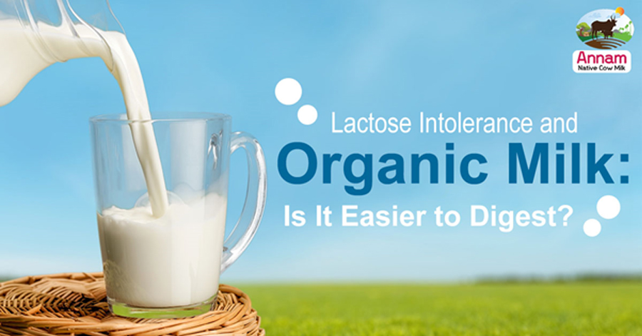 Lactose Intolerance and Organic Milk: Is It Easier to Digest?