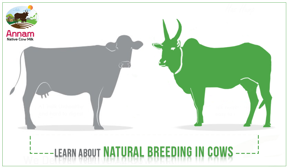 Learn About Natural Breeding In Cows