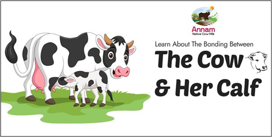 Learn About The Bonding Between The Cow & Her Calf