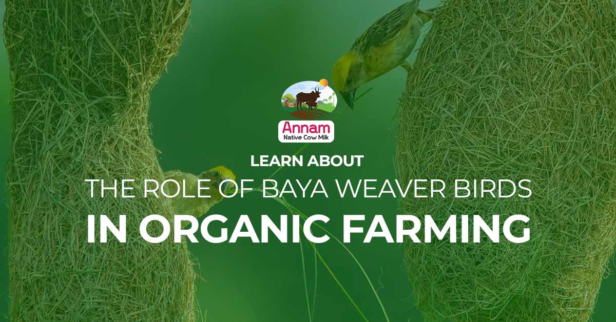 Learn About The Role of Baya Weaver Birds In Organic Farming
