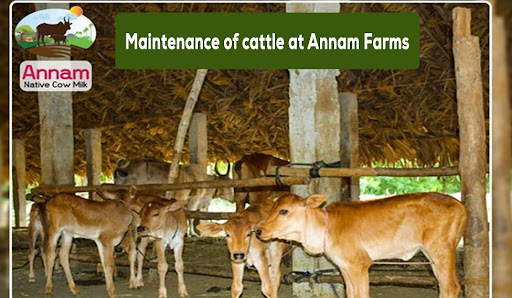 Maintenance of cattle at Annam Farms