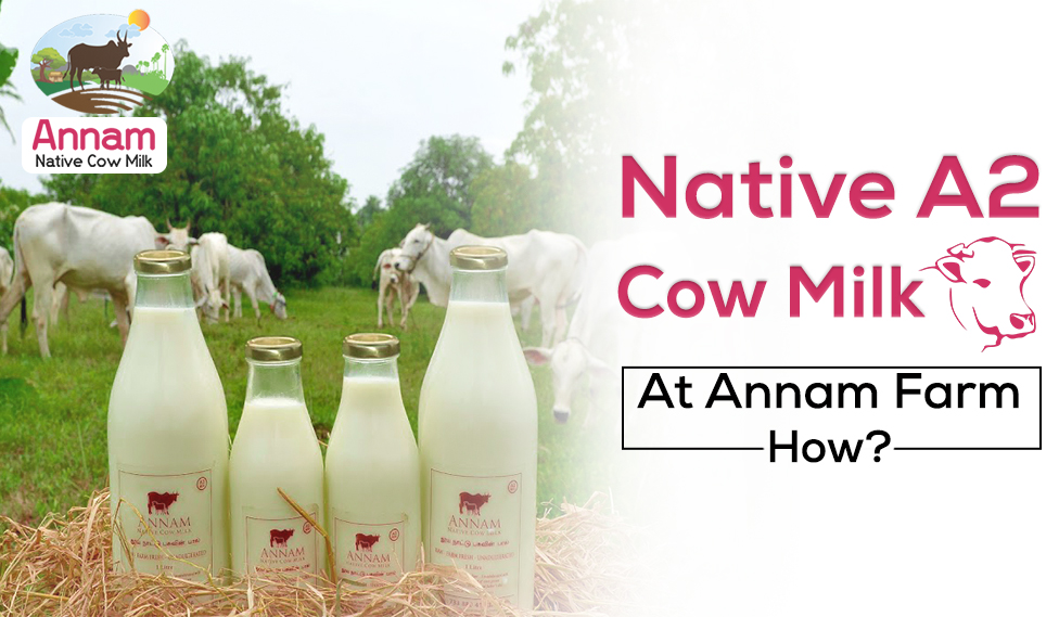 Native A2 Cow Milk At Annam Farm - How