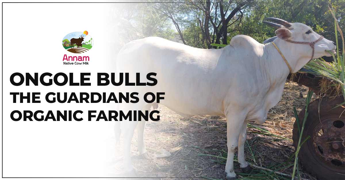 Ongole Bulls - The Guardians Of Organic Farming
