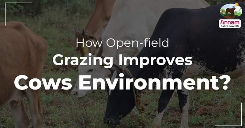 How Open-field Grazing Improves Cows Environment?