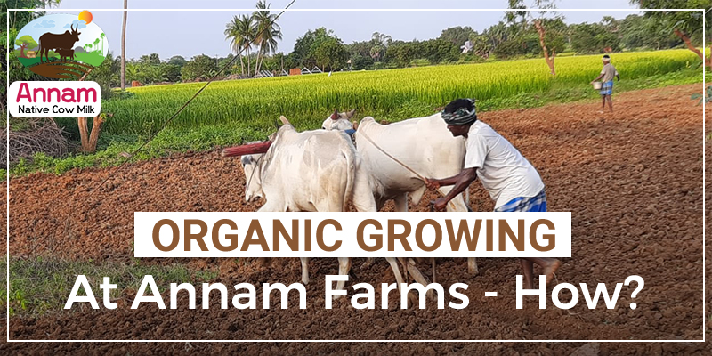 Organic Growing At Annam Farms - How