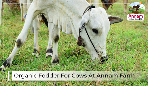 Organic Fodder For Cows At Annam Farm