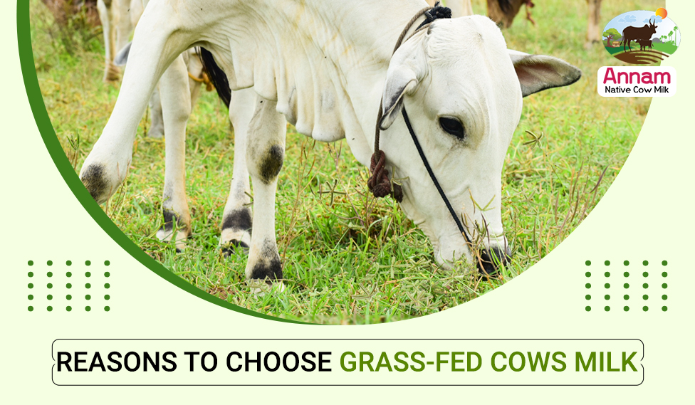 Reasons To Choose Grass-Fed Cows Milk