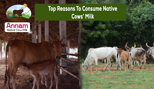 Top Reasons To Consume Native Cows’ Milk