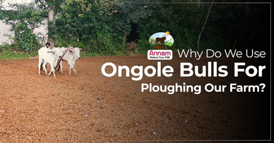 Why Do We Use Ongole Bulls For Ploughing Our Farm