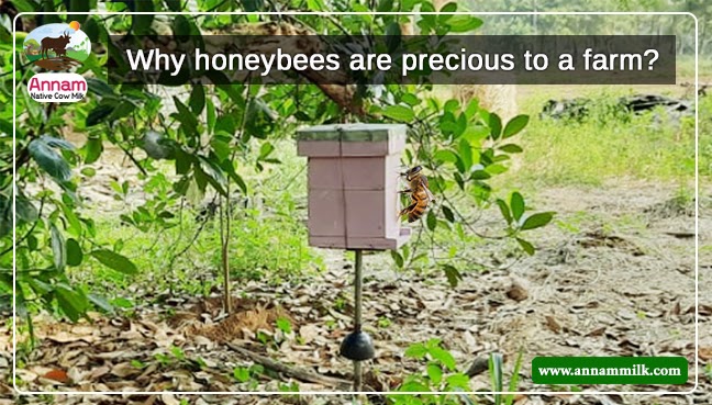 Role of honeybee in Agriculture