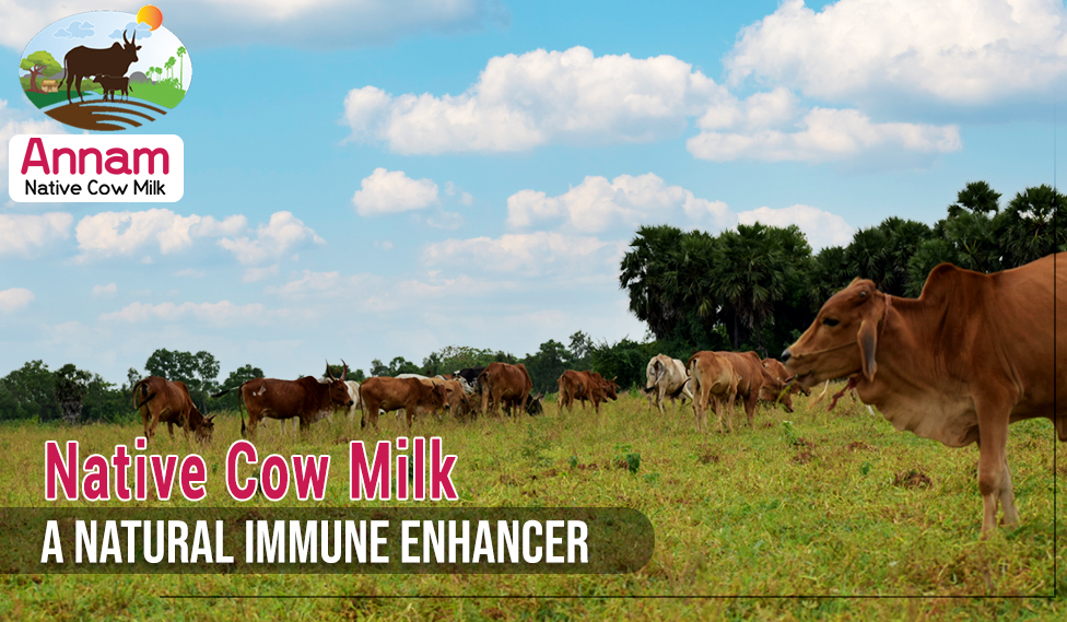 Native Cow Milk – A Natural Immune Enhancer