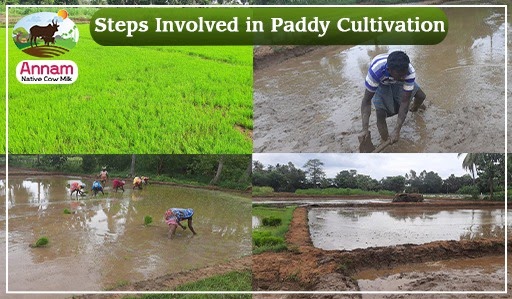 Steps Involved in Paddy Cultivation