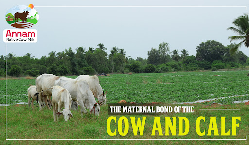 The Maternal Bond Of The Cow And Calf