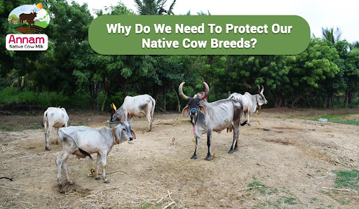 Why do we need to protect our native cow breeds
